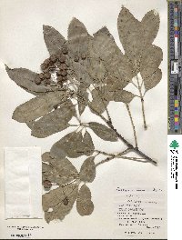 Euonymus carnosus image