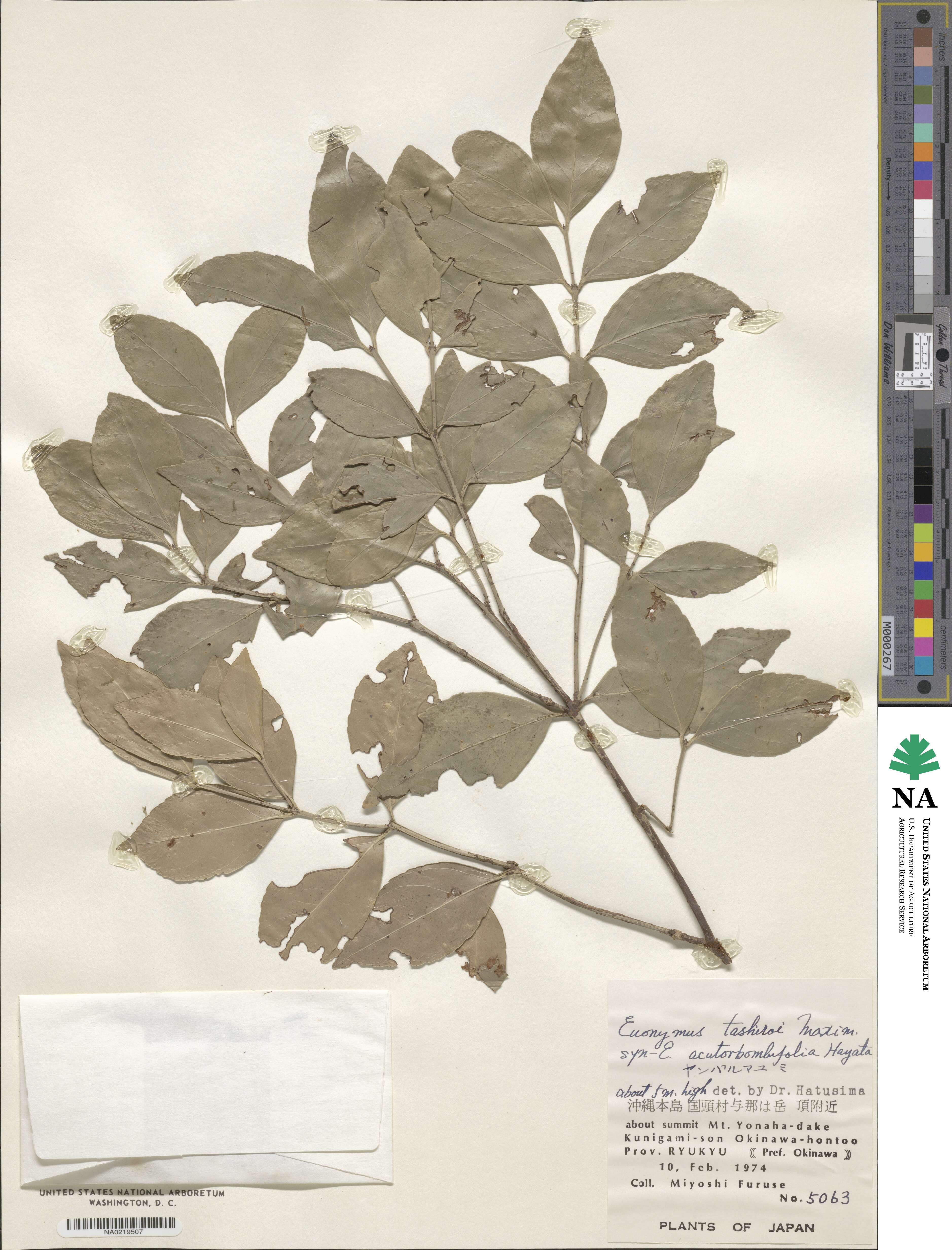 Euonymus tashiroi image