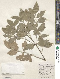 Euonymus tashiroi image