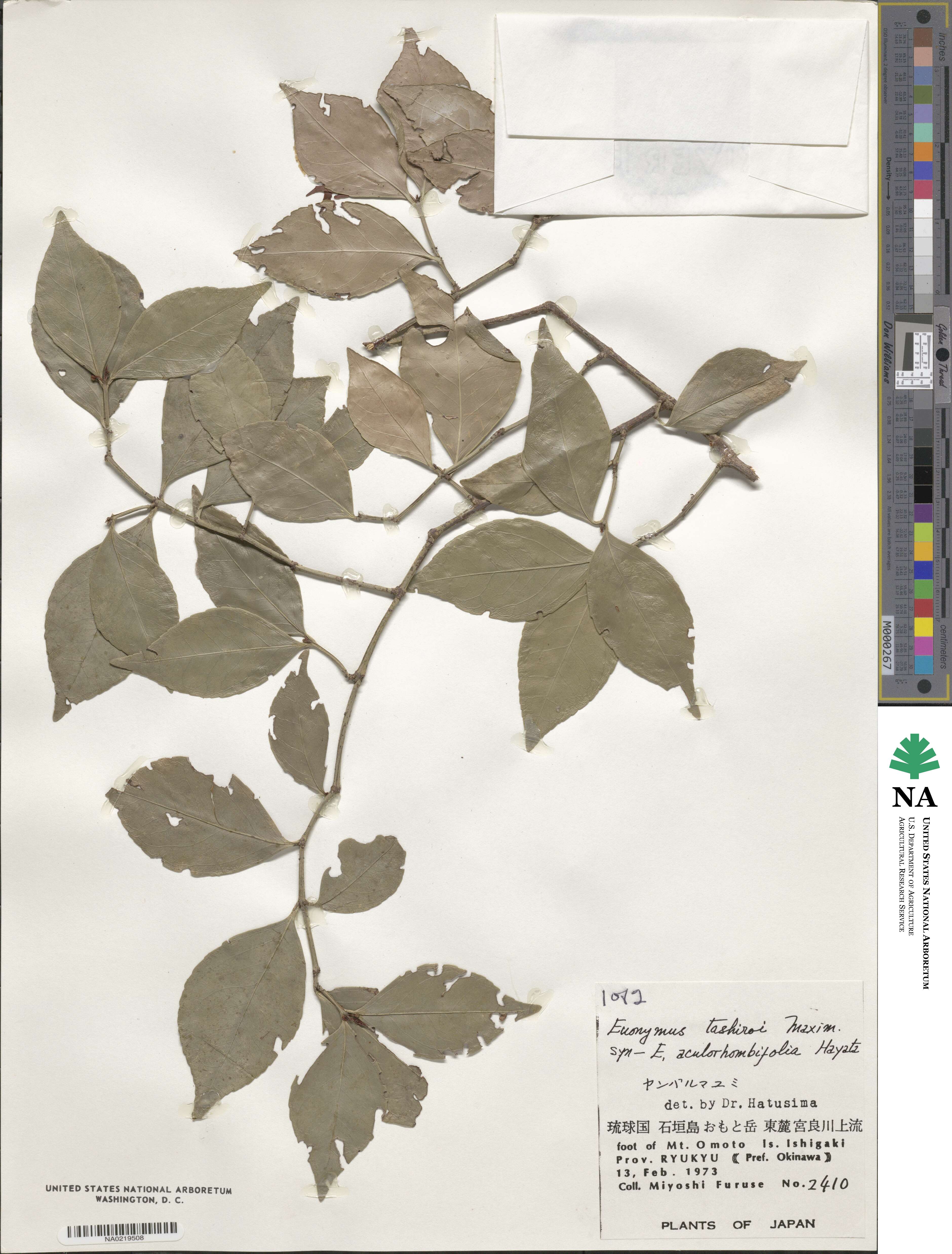 Euonymus tashiroi image