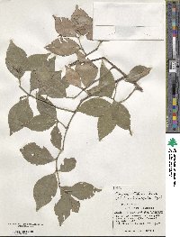 Euonymus tashiroi image