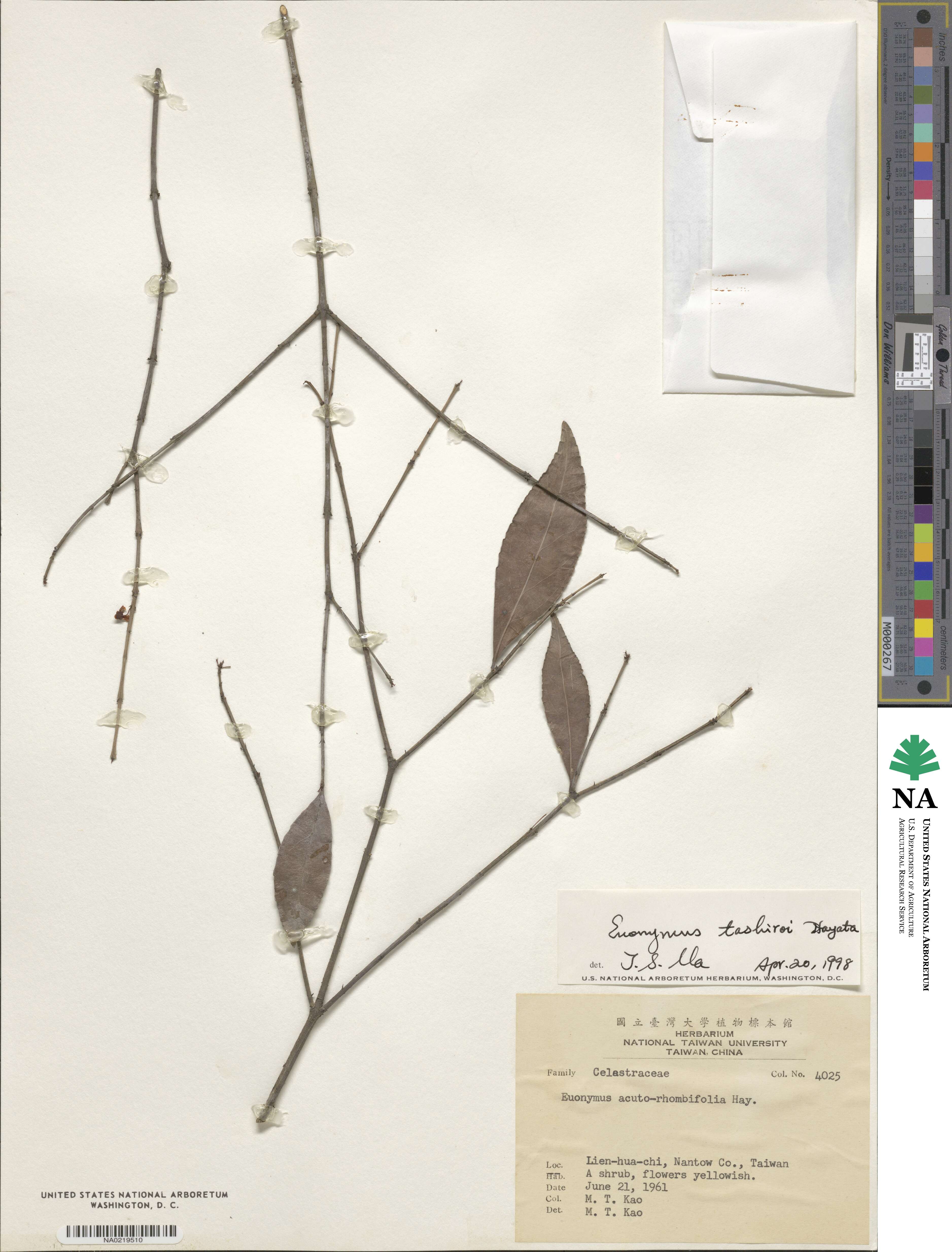 Euonymus tashiroi image