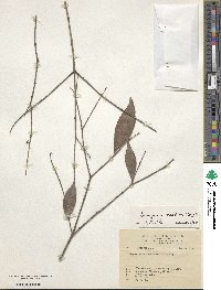 Euonymus tashiroi image