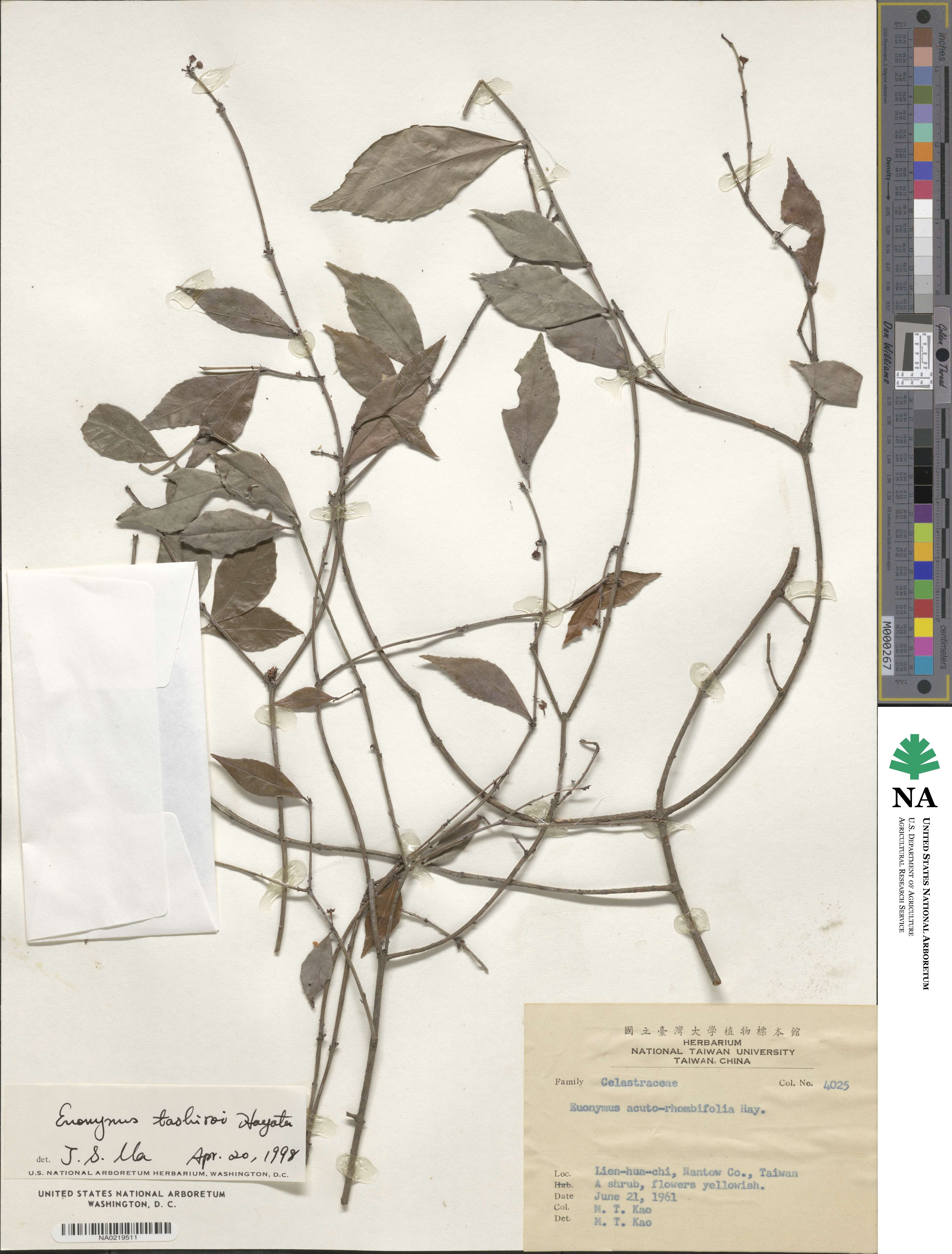 Euonymus tashiroi image