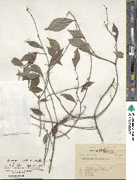 Euonymus tashiroi image