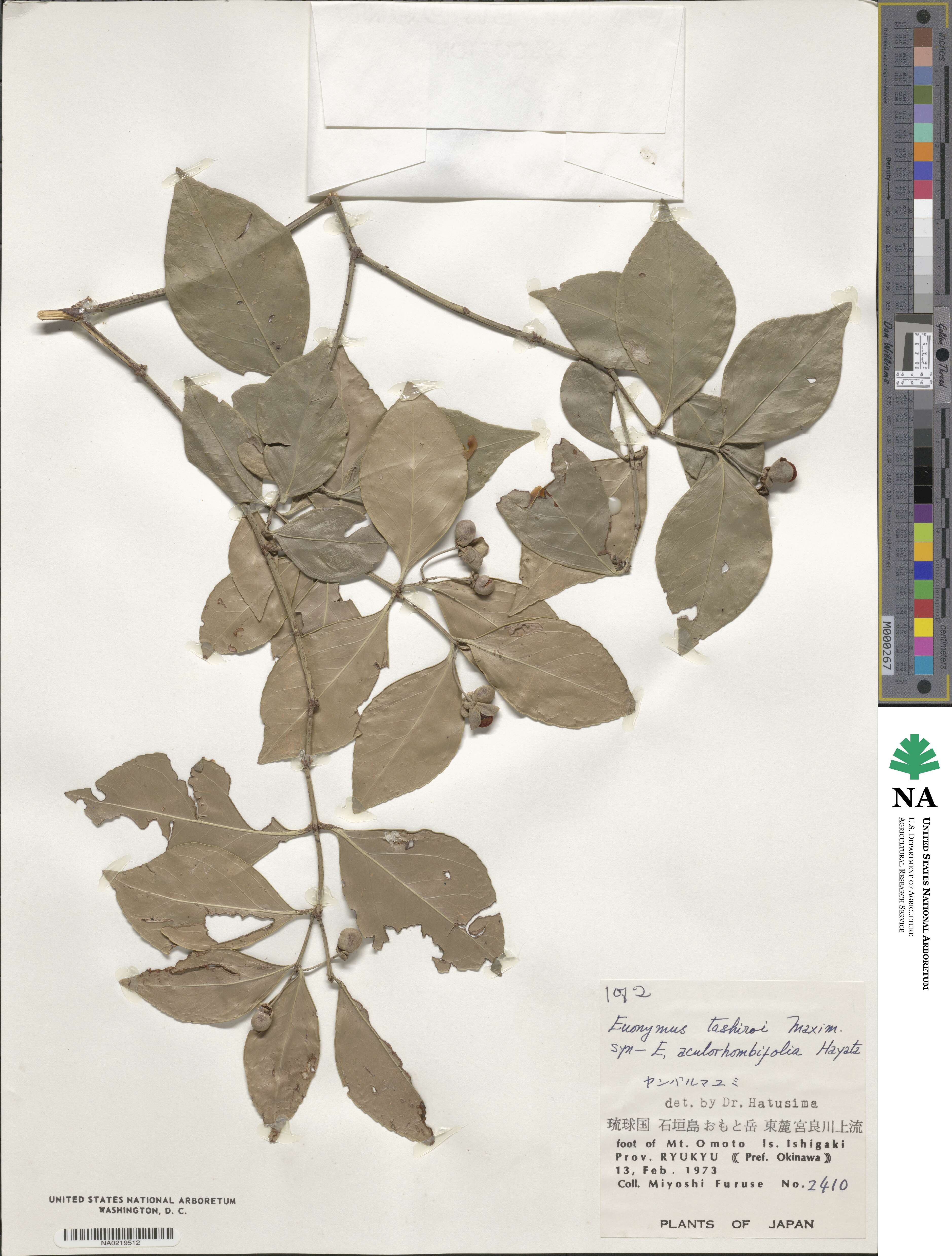 Euonymus tashiroi image