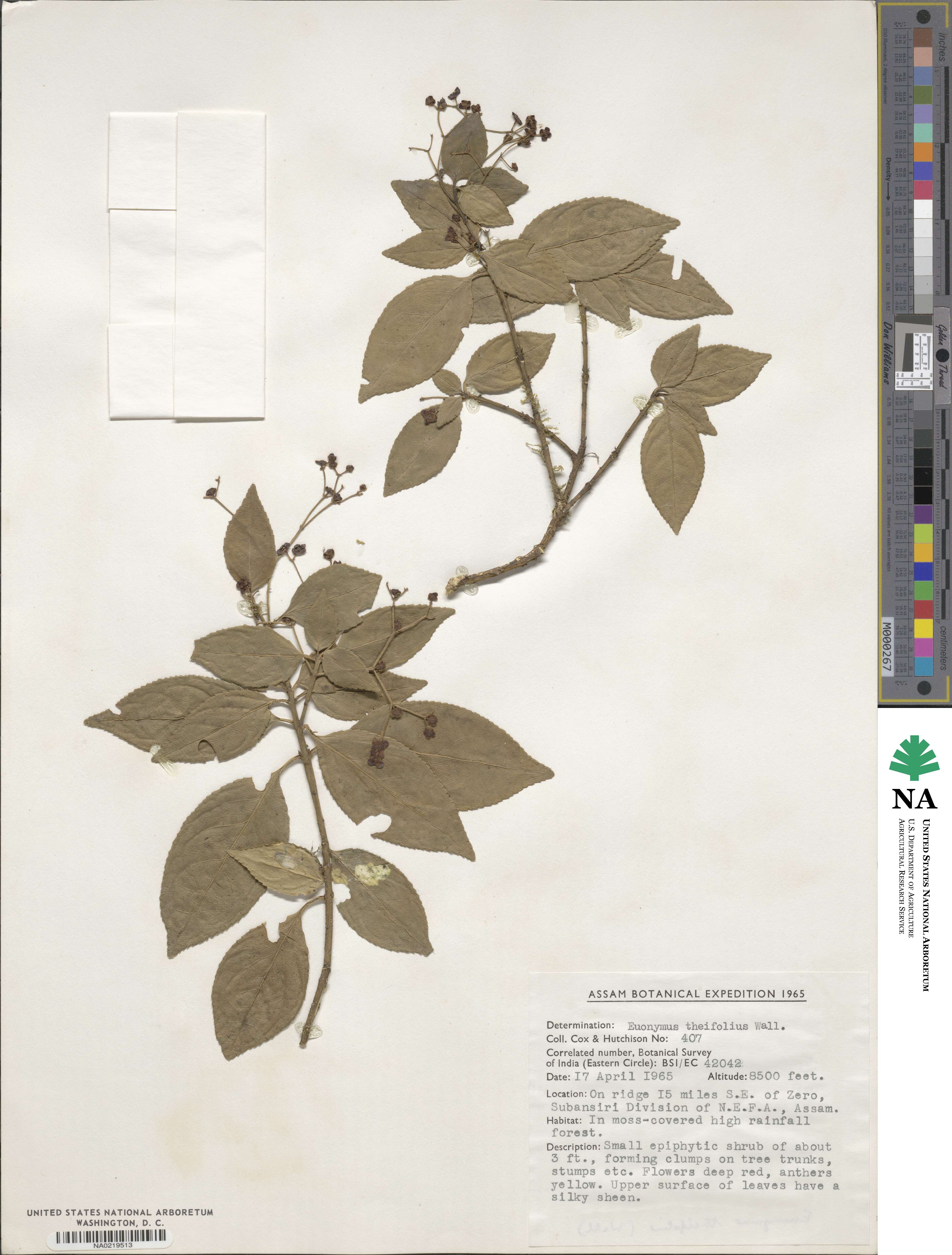 Euonymus theifolius image