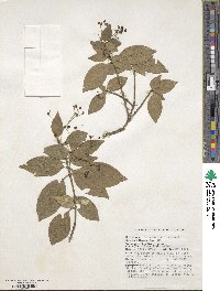 Euonymus theifolius image