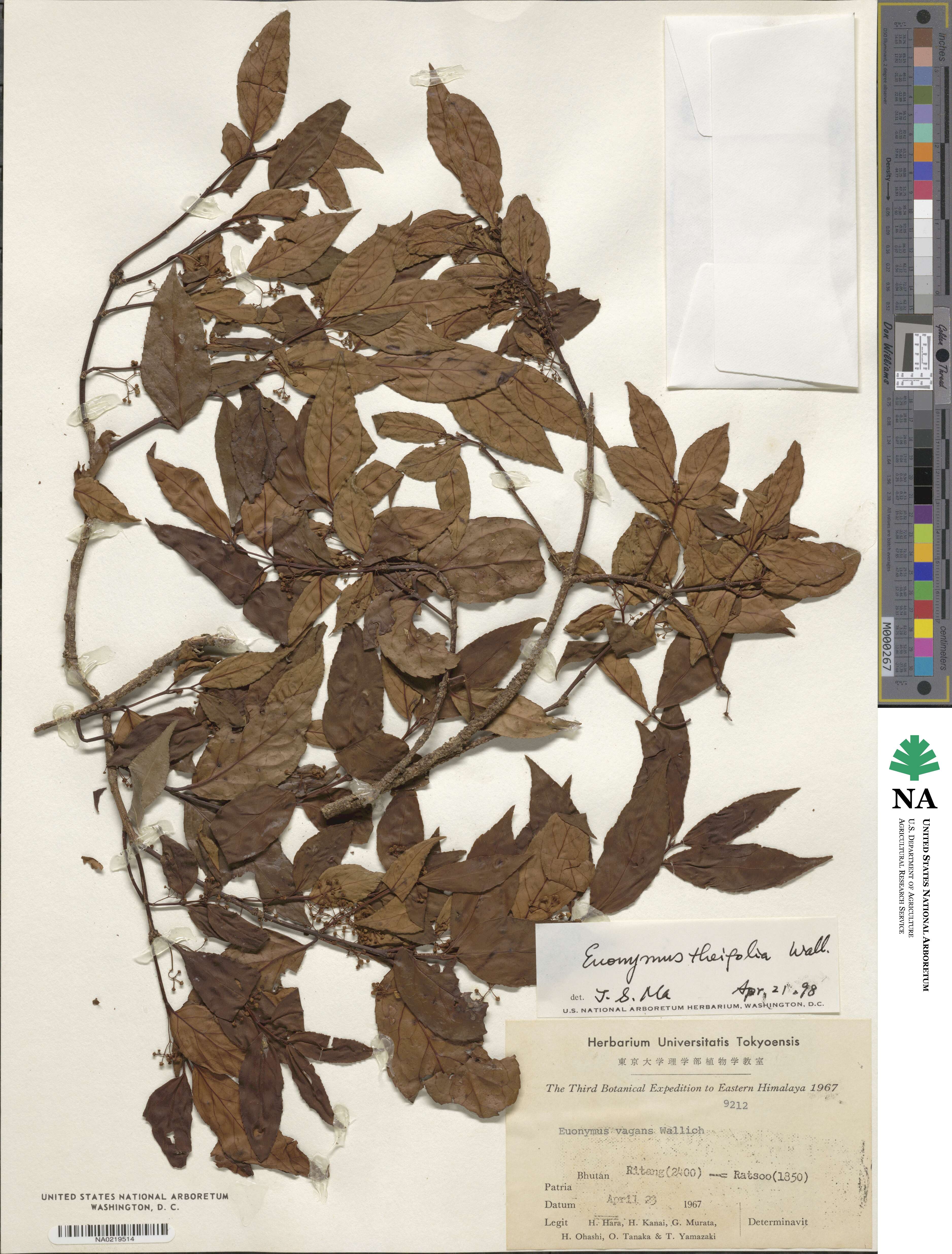 Euonymus theifolius image