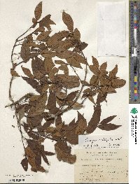 Euonymus theifolius image