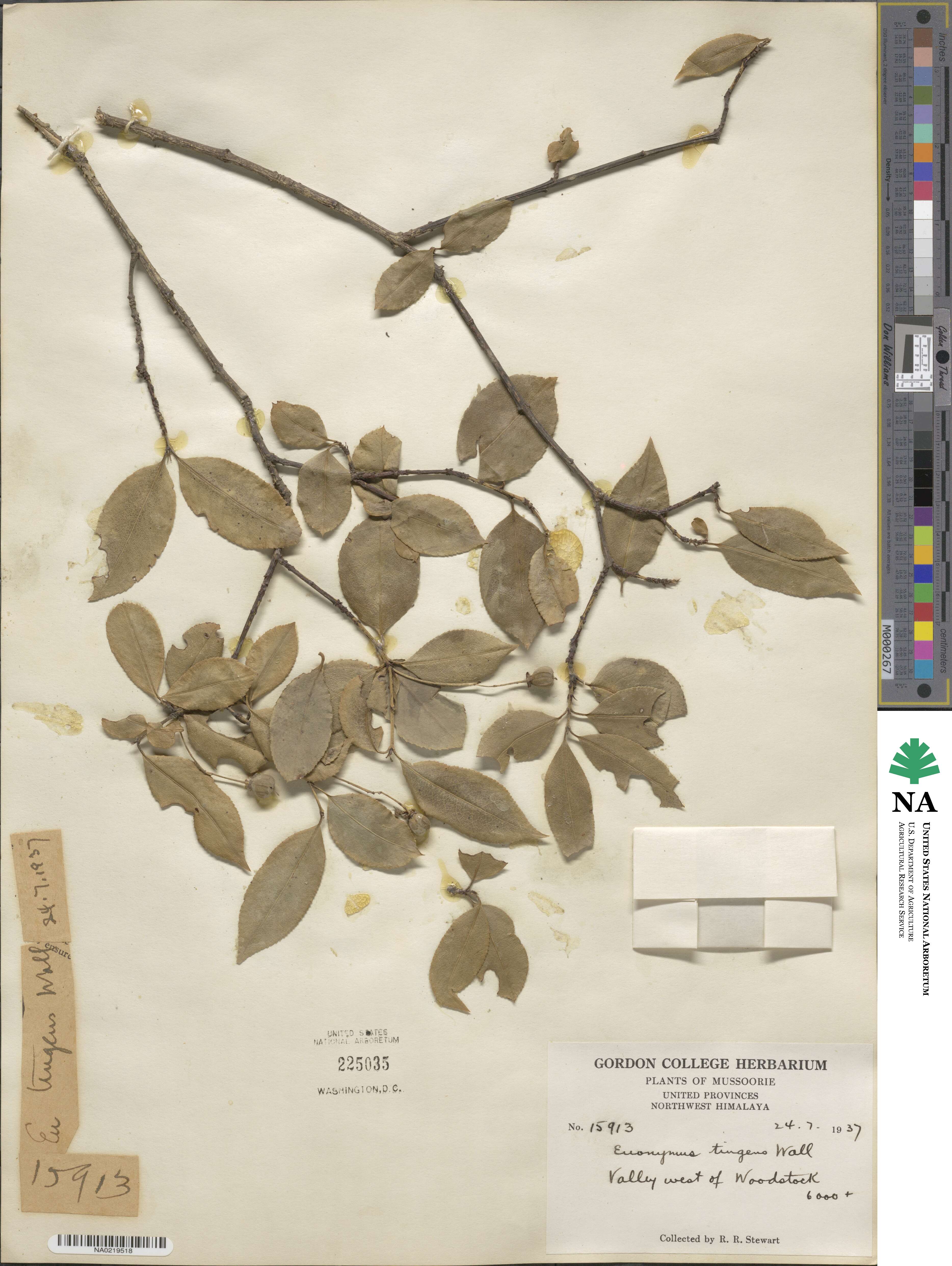 Euonymus tingens image