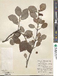 Euonymus echinatus image