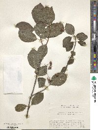 Euonymus echinatus image