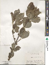 Euonymus echinatus image