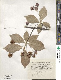 Euonymus echinatus image