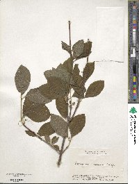 Euonymus echinatus image