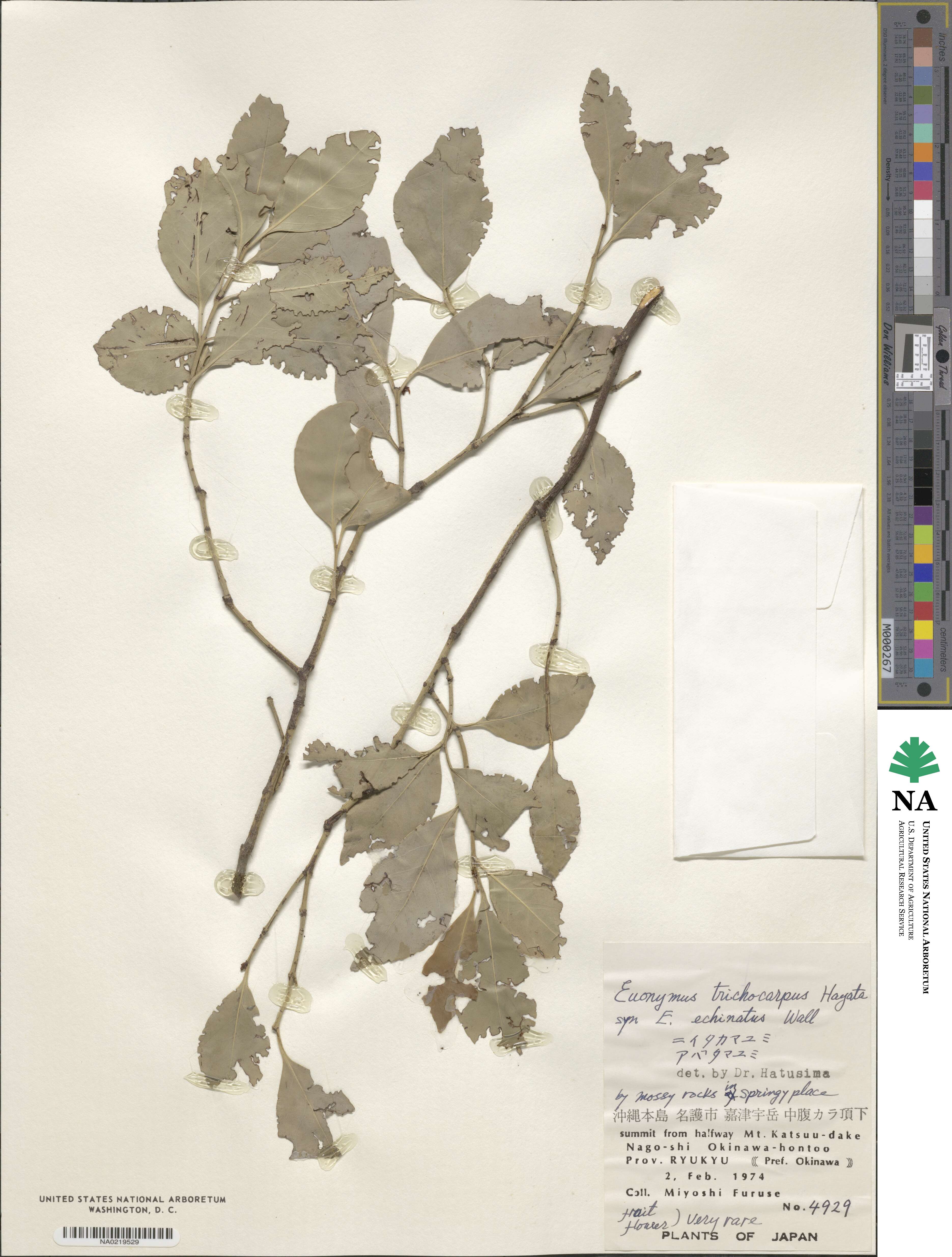 Euonymus echinatus image