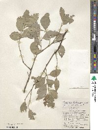 Euonymus echinatus image