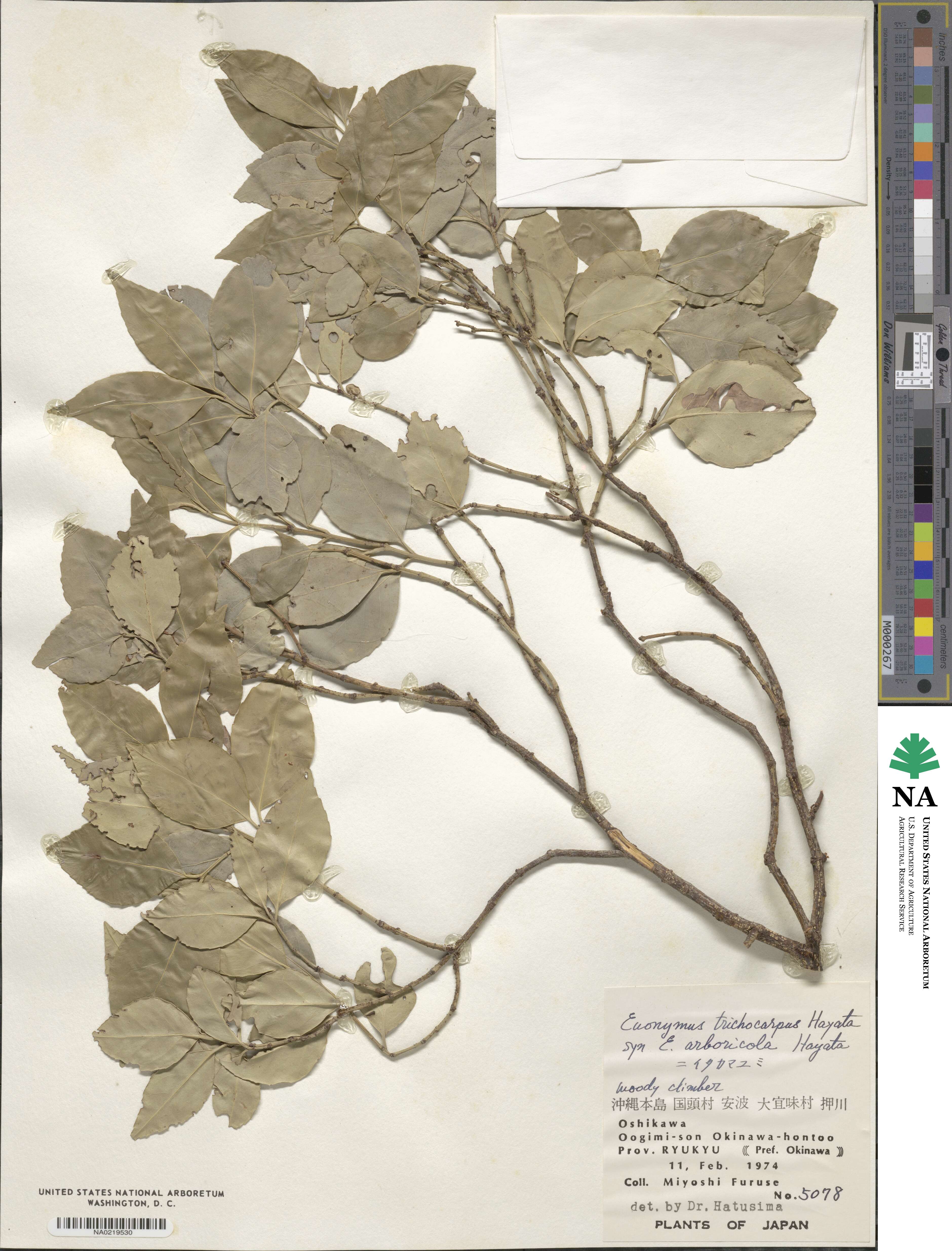 Euonymus echinatus image