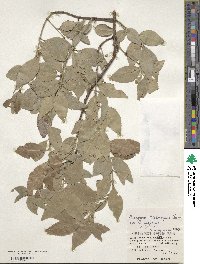 Euonymus echinatus var. trichocarpus image