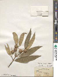 Euonymus wilsonii image