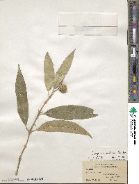 Euonymus wilsonii image