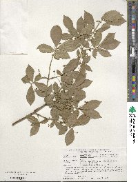 Euonymus alatus image