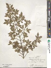 Euonymus alatus image