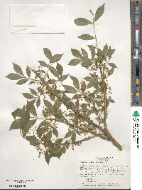 Euonymus alatus image