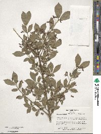 Euonymus alatus image