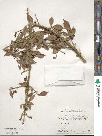 Euonymus alatus image