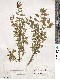 Euonymus alatus image