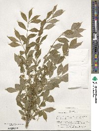 Euonymus alatus image