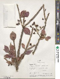 Euonymus alatus image