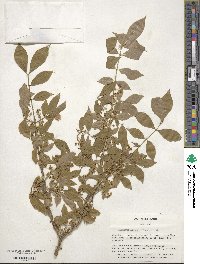 Euonymus alatus image