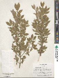 Euonymus alatus image