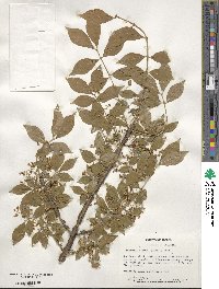 Euonymus alatus image