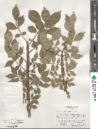 Euonymus alatus image