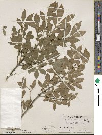 Euonymus alatus image