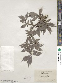 Euonymus alatus image