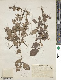 Euonymus alatus image