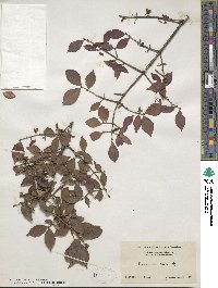 Euonymus alatus image