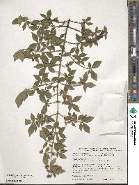 Euonymus alatus image