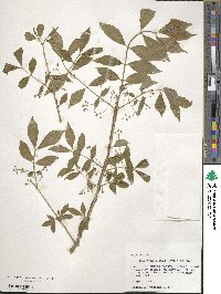 Euonymus alatus image