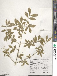 Euonymus alatus image