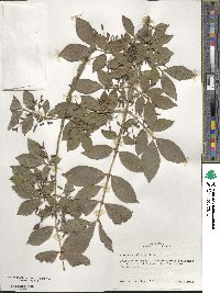 Euonymus alatus image