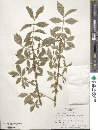 Euonymus alatus image