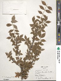 Euonymus alatus image