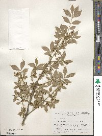 Euonymus alatus image