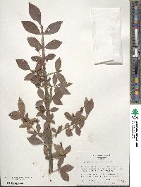 Euonymus alatus image